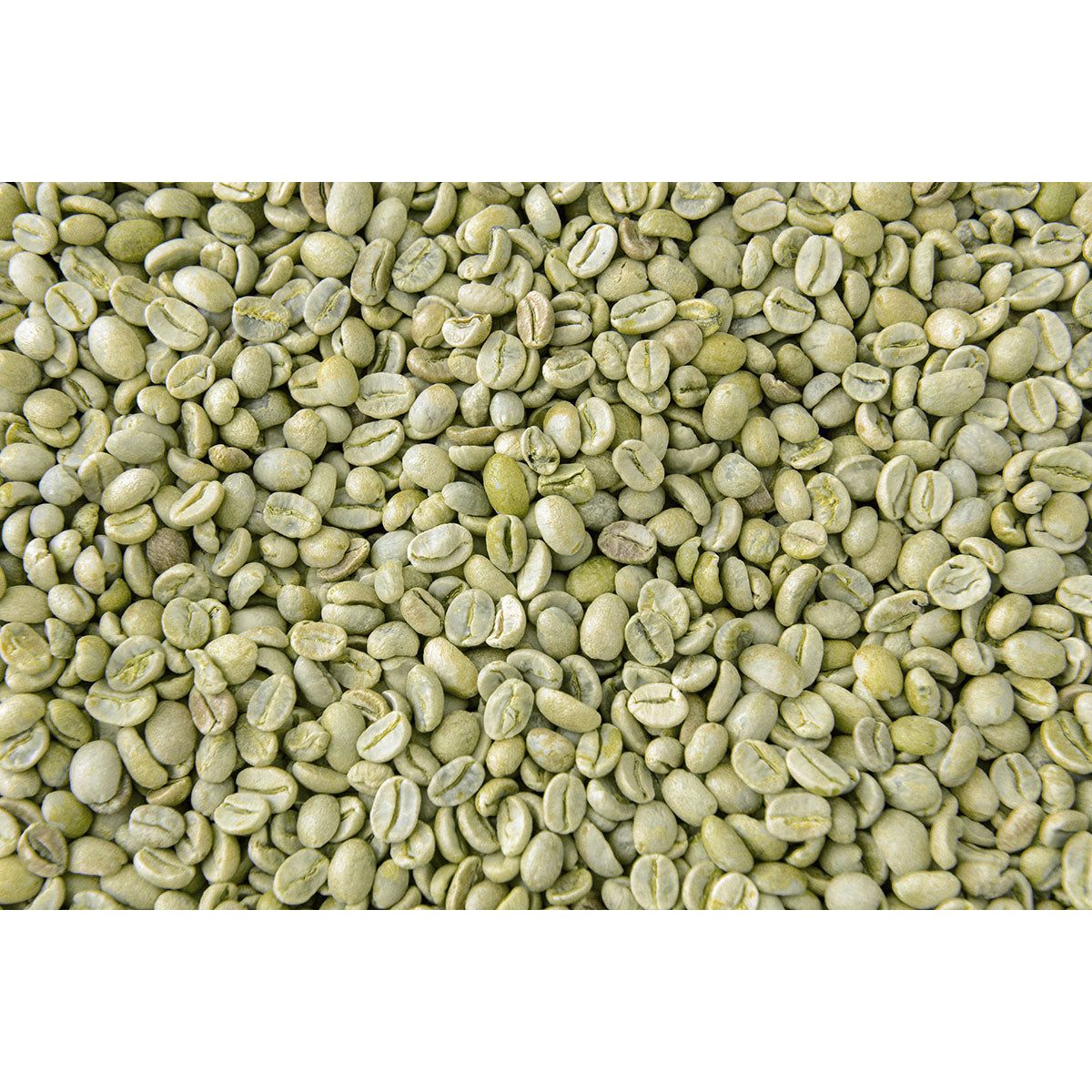 BRAZIL SANTOS (NESKRUDINTOS KAVOS PUPELĖS)